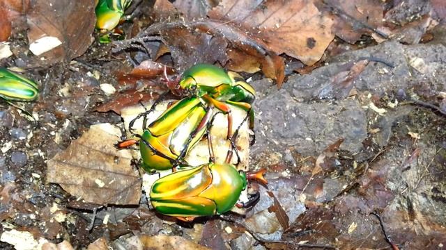 Eudicella schultzeorum HD смотреть онлайн