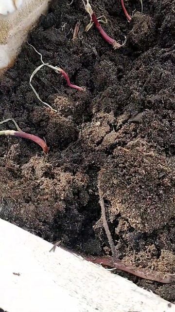 planting onion starts in composted horse manure zone 5b смотреть онлайн