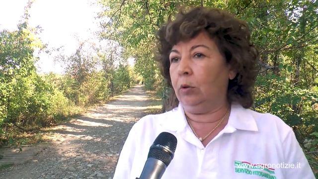 Drosophila suzukii: il suo nemico in campo смотреть онлайн