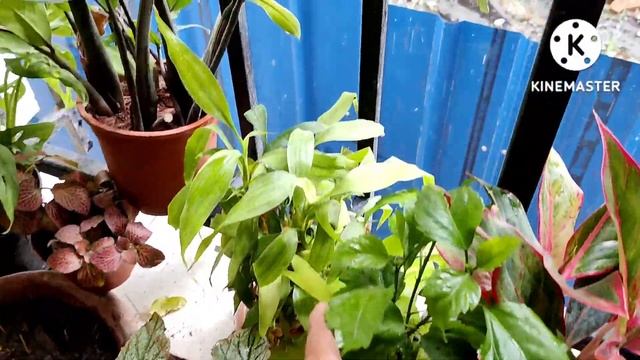 A Quick Tour of my Small Balcony Garden. Home Garden Tour смотреть онлайн