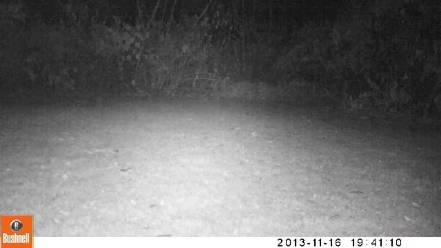2013-11-16 - Cat Chasing a Fox - Trail Cam смотреть онлайн