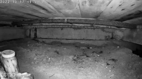 Отрава для крыс "Крысин"