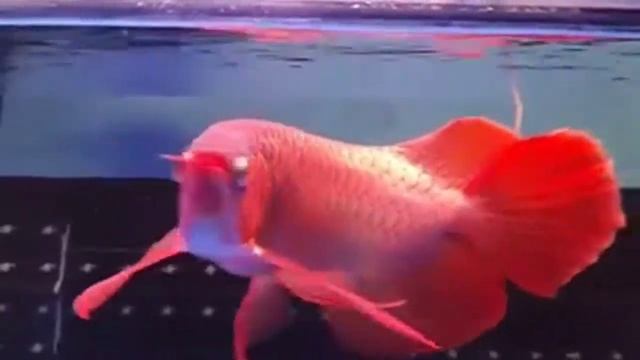Aruanã vermelha смотреть онлайн