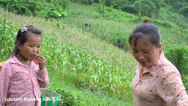Harvesting Peanut Garden To Dry, Luu Harrowing The Field To Grow Rice -Happy Family Working Togethe