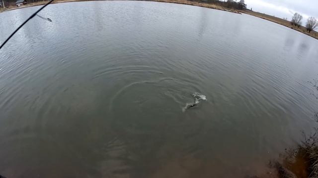 Mikado i Westin Wędki na pstrągi - zakończenie sezonu. смотреть онлайн