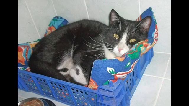 Помоги им.Приют "Кошкин дом" смотреть онлайн