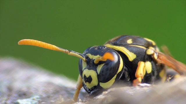 Haus-Feldwespe (Polistes dominula) vor der Kamera. Paper Wasp observation смотреть онлайн