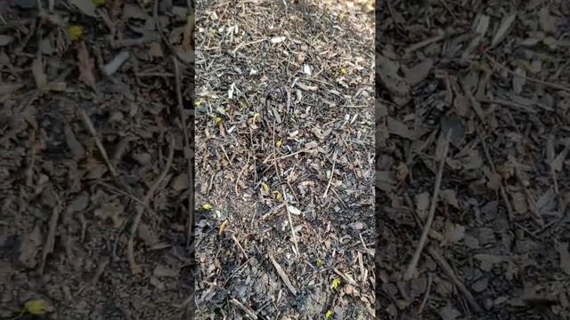 муравейник строительство смотреть онлайн