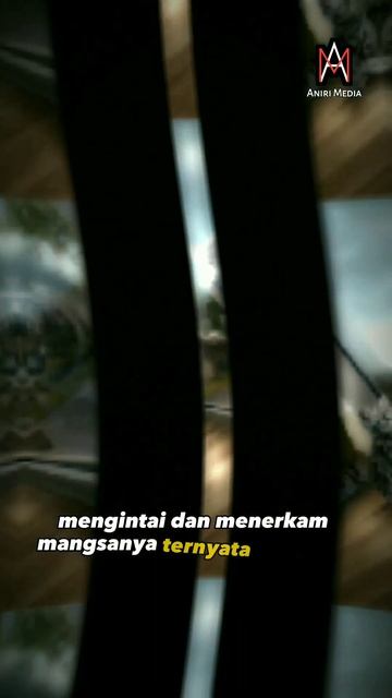 Fakta unik kucing eps.3 #kucing #fakta #hewan смотреть онлайн