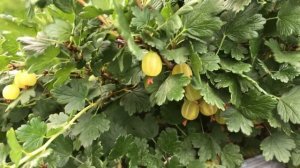 Крыжовник Русский Желтый в Кемерово