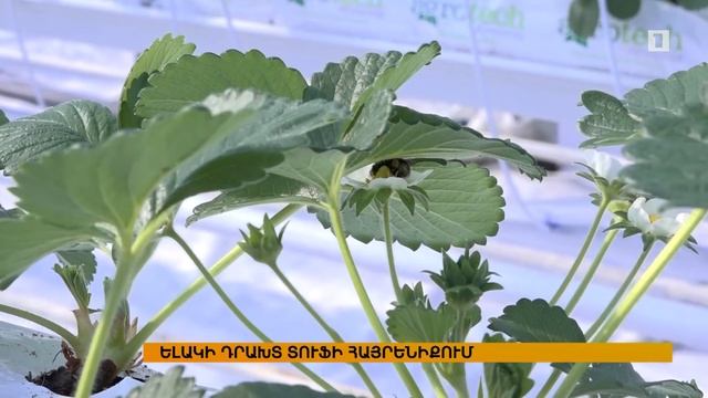 Ելակի դրախտ տուֆի հայրենիքում смотреть онлайн