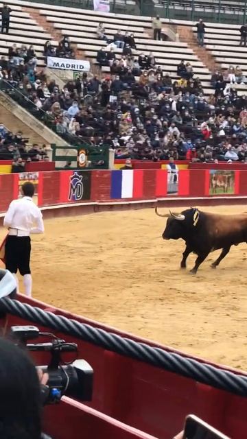 Toro Arena Valencia Spain #toro #arenavalencia #valencia #matador #boğagüreşi #spain #ispanya смотреть онлайн