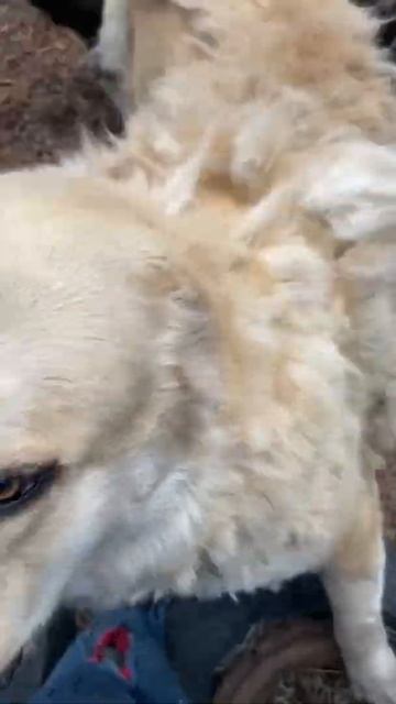 Alabai CAO shedding; Central Asian Shepherd dogs . смотреть онлайн