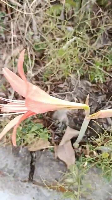 #peach colour #lily #flowers #youtubeshorts смотреть онлайн