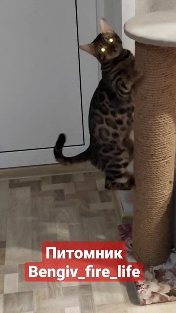 бенгальская кошка смотреть онлайн