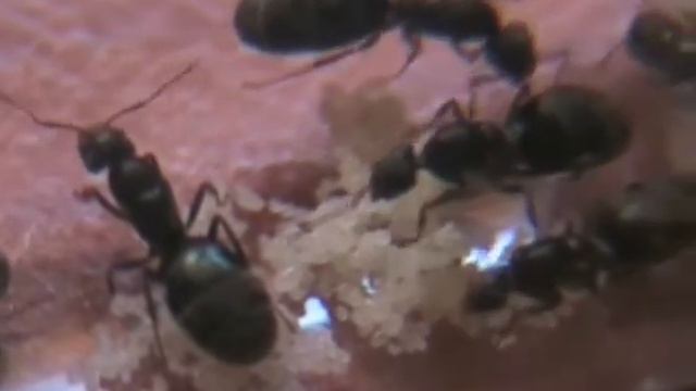 Iridomyrmex queens Larvae смотреть онлайн