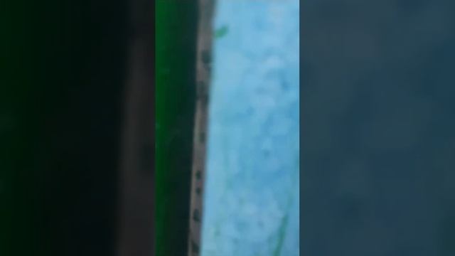 фазаны, королевский, золотые, алмазные, серебряные, румынские смотреть онлайн