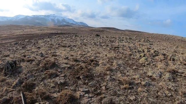 güzel ferma güzel keklik avı 2020 -- partridge hunt -- Охота на куропатку смотреть онлайн