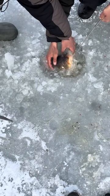 ОГРОМНЫЙ КАРП МОНСТР!! смотреть онлайн