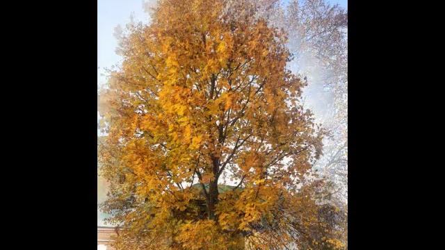 Для меня осень сказочное время года🧡💛. Люблю осень. Как же красиво!🧡💛.mp4 смотреть онлайн