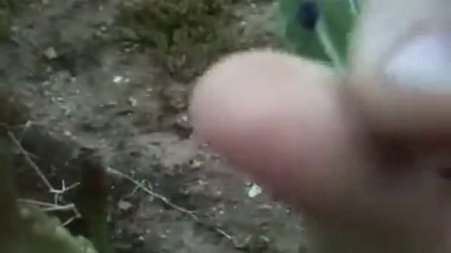 Hand Pollinating Peruvian Apple Cacti Flowers смотреть онлайн