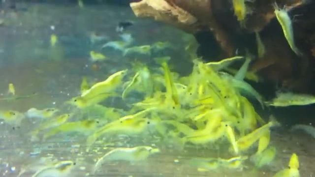 Neocaridina heteropoda ver. Yellow shrimp смотреть онлайн