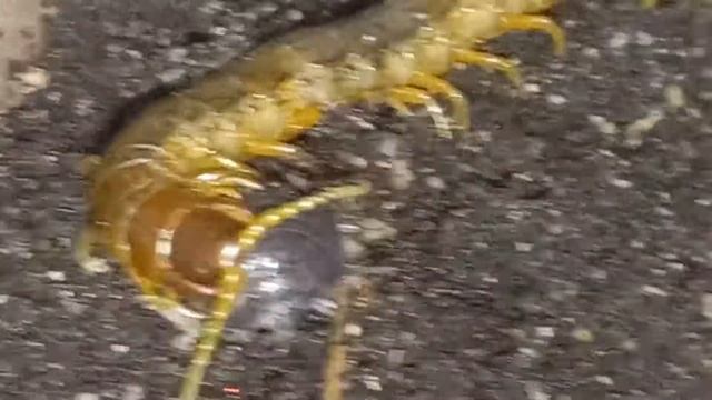escolopendra comiendo cochinilla de la humedad смотреть онлайн