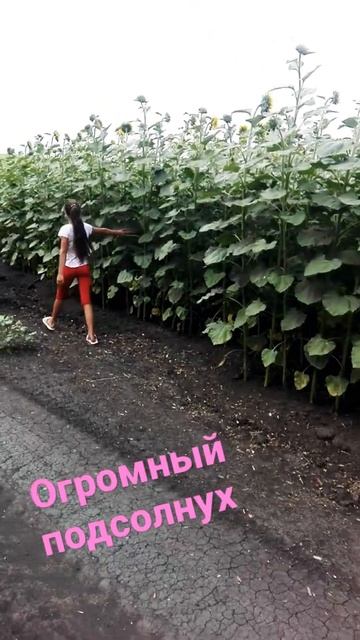 Огромный подсолнух🌻🌻😍😮