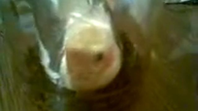 попугайчик смотреть онлайн