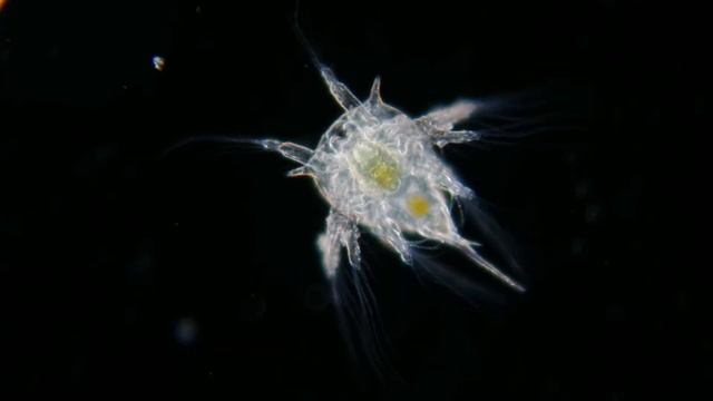 Balanoid nauplii смотреть онлайн
