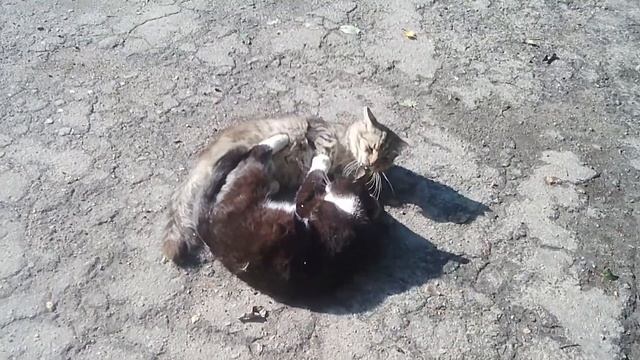 Дружеский поединок. Кто сильнее? / Friendly Match.