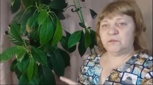 как вырастить и ухаживать за авокадо в комнатных условиях