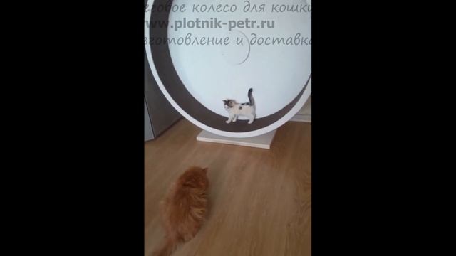 Маленький котёнок тренируется в беговом колесе смотреть онлайн
