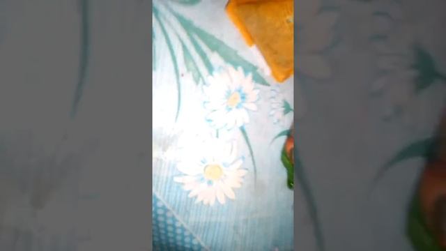 Вещи животных 1 часть + лежанка смотреть онлайн