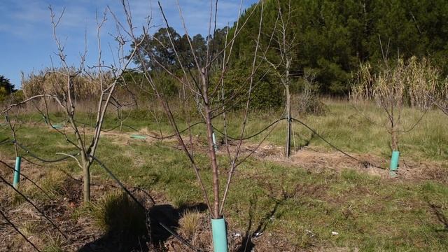 Pruning Apple Trees | Correcting and Training Young Apple Trees | Voice over version смотреть онлайн