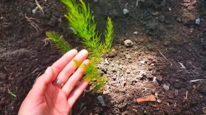 ВЫРАЩИВАНИЕ СПАРЖИ ИЗ СЕМЯН 🌱