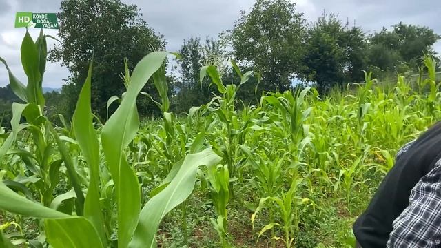 Türkiye'nin Dağ Köyünde Yaşam. Köy Hayatı. Köy Belgeseli.