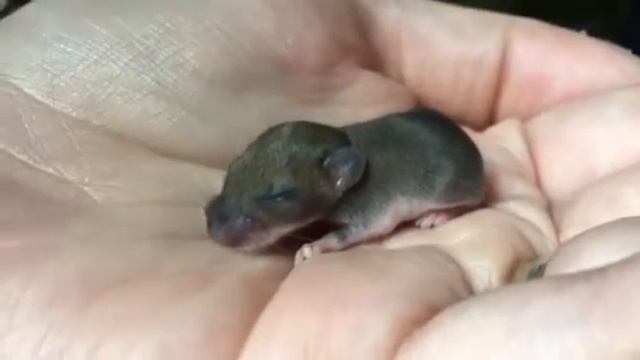 Is this a baby newborn mouse? смотреть онлайн