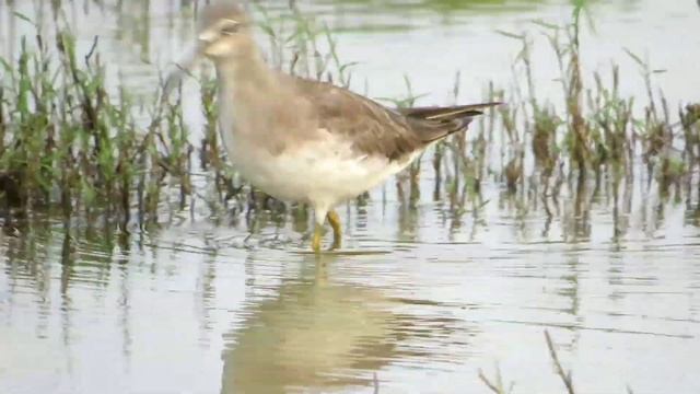 Grey Tailed Tattler | Rare vagrant Bird to the coasts of india in Tamilnadu смотреть онлайн
