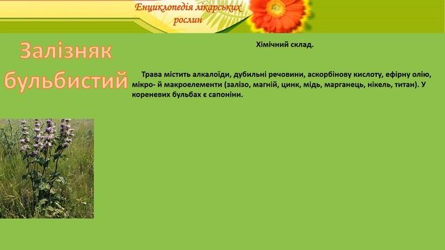 Залізняк бульбистий смотреть онлайн