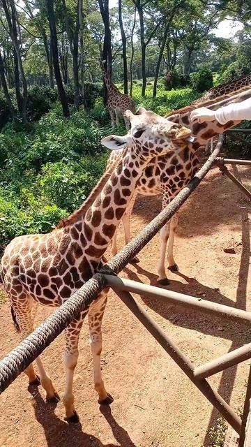 Giraffe Center Extravaganza [Safari Secrets and Up-Close Encounters] #shorts #giraffecenter смотреть онлайн