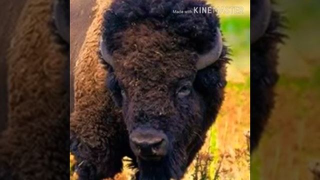 Bison Grunt 🐃 🔊 смотреть онлайн