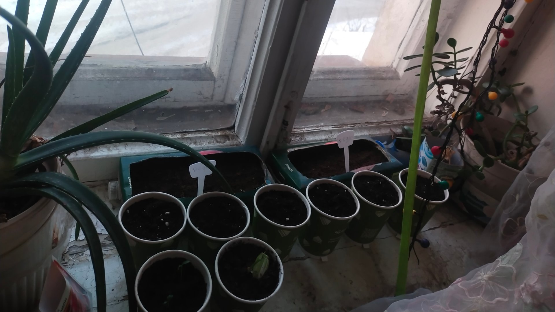 выращивание мандарин из косточки (начало) смотреть онлайн