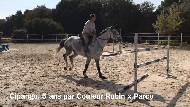 Cipango hongre de 5 ans par Couleur Rubin x Parco смотреть онлайн