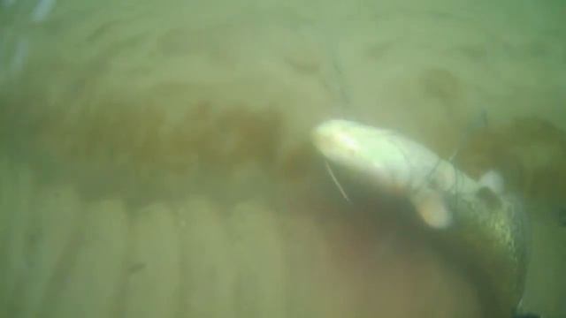 Трофей Дона )))