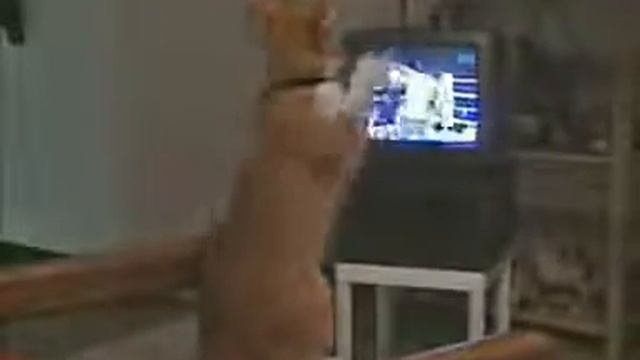 Кот будущий спорцмен смотреть онлайн