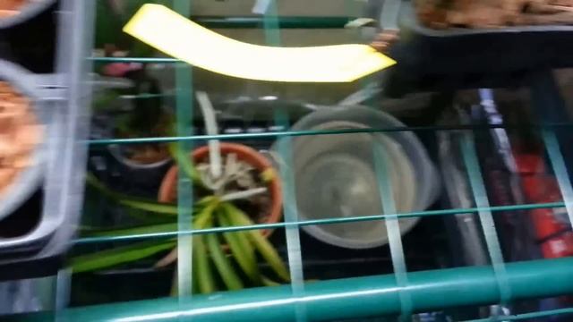 little Blc. Waianae Leopard 'Ching Hua plugs growing up смотреть онлайн