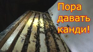 ЗИМОВКА под СНЕГОМ и ОМШАННИКЕ! РАЗДАЁМ ДОТАЦИИ!!