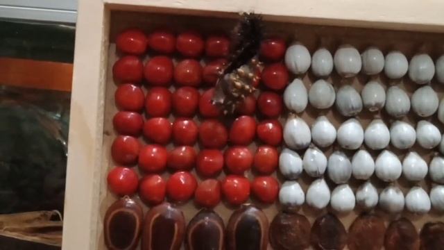 Metamorfosis ulat hypolimnas смотреть онлайн