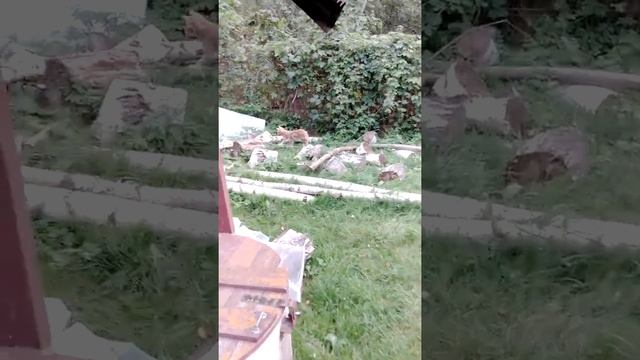 Ева охотится на шмеля.🐈🐝